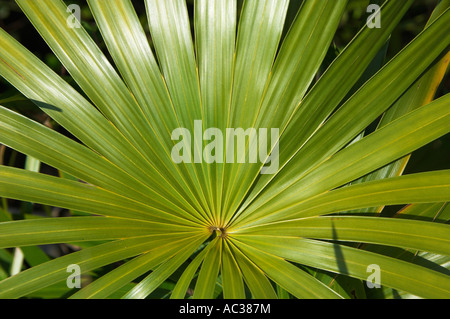 Closeup Silber Stroh oder Fan Palm Leaf Coccothrinax argentata Stockfoto