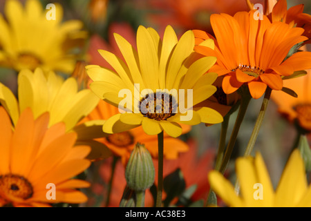 Gänseblümchen Blumen Namaqualand in Südafrika Stockfoto