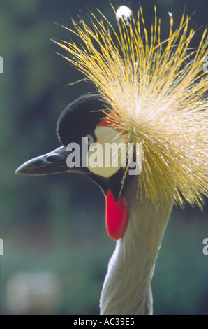 Grey gekrönt Kran Stockfoto