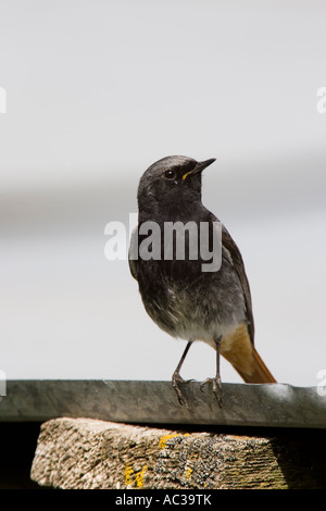 männliche Black Redstart Scheune Dach gehockt Stockfoto