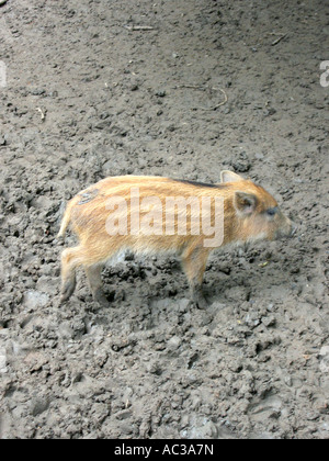 Spanferkel Wildschwein Frischling Stockfoto