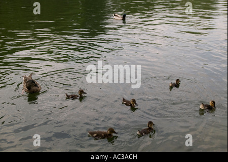 Eine Familie von Enten im kleinen Wintergarten Wasser Teich im Central Park New York City Stockfoto