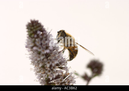 Honigbiene auf Spearmint Blume Stockfoto