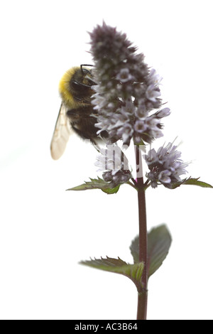 Honigbiene auf Minze Blume auf weißem Hintergrund Stockfoto