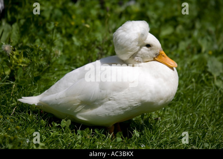 Männliche weiße crested Anruf Ente zeigen charakteristische Kamm des männlichen infolge einer Schädel-Fehlstellung Fownhope in der Nähe von Ross UK Stockfoto