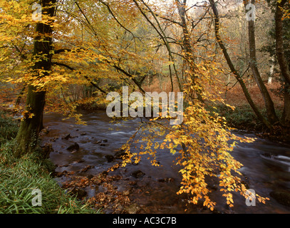 Buche Baum Wälder an den Ufern des Flusses Teign im Herbst Dartmoor National Park Devon Great Britain Stockfoto