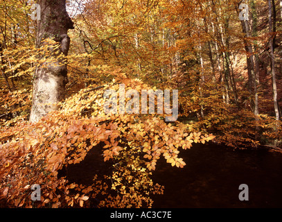 Buche Baum Wälder an den Ufern des Flusses Teign im Herbst Dartmoor National Park Devon Great Britain Stockfoto