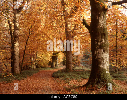 Beech tree woodlands in autumn nr Drewsteignton Dartmoor National Park Devon Great Britain Stockfoto