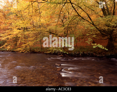 Buche Baum Wälder an den Ufern des Flusses Teign im Herbst Dartmoor National Park Devon Great Britain Stockfoto