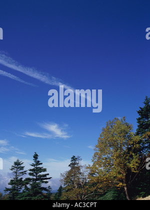 Silver Birch Bäume Plateau Nagano Präfektur Shiga, Japan Stockfoto