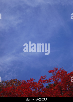 Ahornbaum Mt Takao Tokio Japan Stockfoto