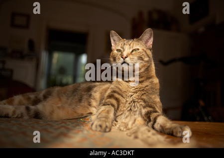 Katze in der Sonne ausruhen Stockfoto