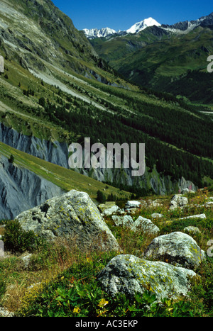 Vallée d'Aoste - Mont Dolent Ansicht von Saussurrea Garten - Courmayeur - La Palud - Alpen - Europa - Italien Stockfoto