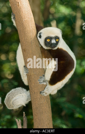 Coquerel Sifaka (Propithecus Coquereli) WILD Ampijoroa Forest, Ankarafantsika Nationalpark, Madagaskar Stockfoto