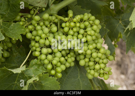 junge Trauben weiße am Rebstock Stockfoto