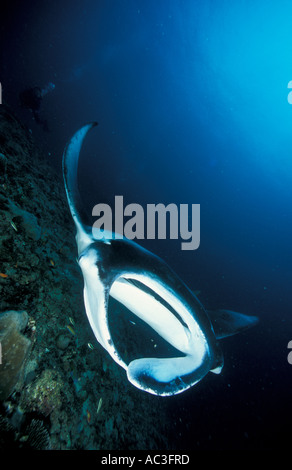 Giant Manta Ray-Manta Birostris Kopf auf Sicht der Manta cephalic flossen deutlich sichtbar Rep von Malediven Indischer Ozean Stockfoto