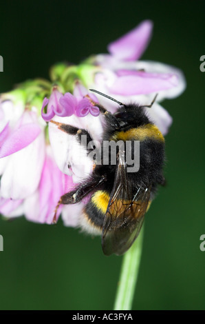 Buff Tailed Bumble Bee Bombus Terrestris auf Krone Wicke Coronilla Varia rosa und weiße Blume Fütterung Vereinigtes Königreich Stockfoto