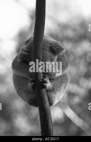 Koala Phascolarctos cinereus Stockfoto
