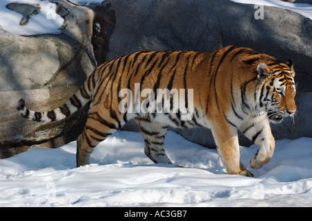 Große Katze männliche sibirische Tiger schleichen im Schnee auf dem Toronto Zoo Stockfoto