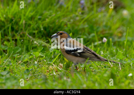 Buchfink Fringilla coelebs Stockfoto