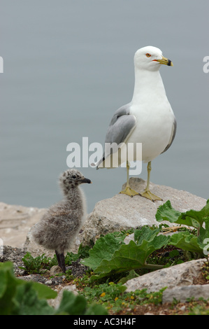 Ring billed gull Küken mit Mutter am Lake Ontario Leslie Street Spit Tommy Thomson Park Toronto Stockfoto