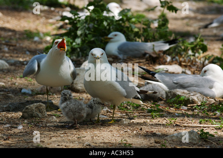 Schützende Eltern fürsorglich für Möwe Küken Stockfoto