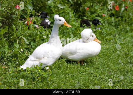 Männliche und weibliche weiße crested Anruf Ente zeigen charakteristische Kamm des männlichen Fownhope in der Nähe von Ross UK Stockfoto