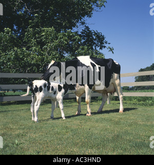 HOLSTEIN KUH UND KALB AUF DER WEIDE-PENNSYLVANIA Stockfoto