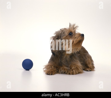 MISCHLING WELPE AUF BODEN MIT BALL-PENNSYLVANIA Stockfoto