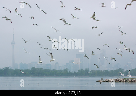 Schwärmen Möwen über Lake Ontario Toronto Stockfoto