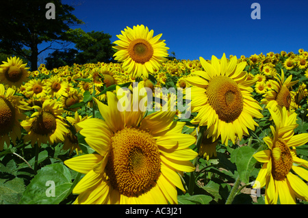 Sonnenblumenköpfe über dem Rest in einem Feld mit Bäumen und blauen Himmel Ontario Stockfoto