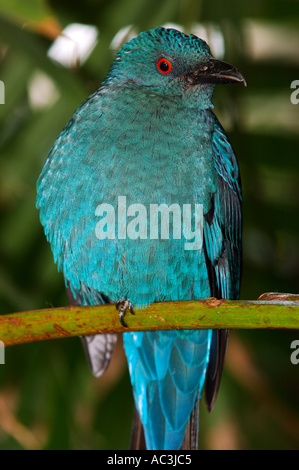 Weibliche asiatische Märchen Bluebird im tropischen Dschungel Stockfoto
