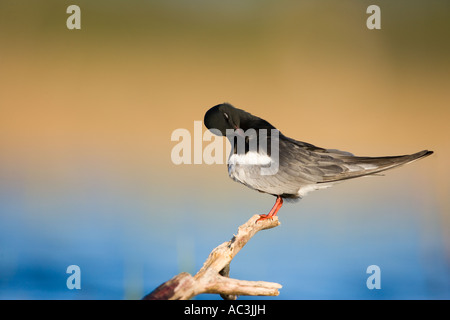Weißen geflügelten schwarzen Seeschwalbe Stockfoto