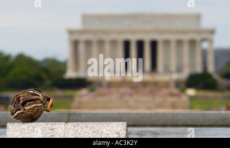 Eine Ente, die Reinigung der Schnabel von der National Mall Widerspiegelnder Teich in Washington D.C.  Lincoln Memorial im Hintergrund. Stockfoto