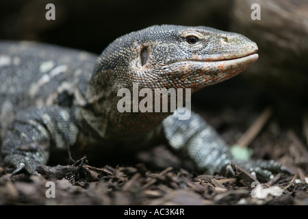 Nilwaran - Varanus niloticus Stockfoto