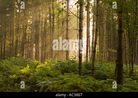 Sonnenlicht durchströmen die Bäume im Wald Delamere eine schattige Oase mitten in der Agrarlandschaft von Cheshire Stockfoto