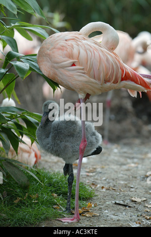 junge Rosaflamingo in einer Gruppe von Flamingos - Phoenicopterus roseus Stockfoto
