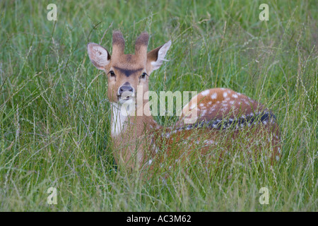 Die chitale oder cheetal-Achse, auch bekannt als gefleckter Hirsch oder Axis Deer Axis Stockfoto