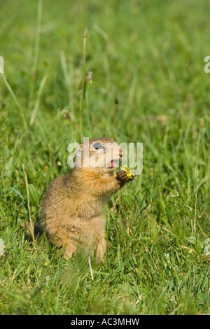 Zieselmaus Europäische Ziesel oder Zieselmaus (Spermophilus Citellus) in ...