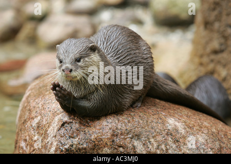 Fischotter sitzt auf einem Stein - Lutra lutra Stockfoto