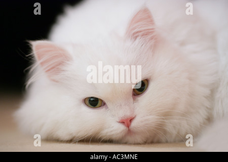 weiße Perserkatze Porträt Stockfoto