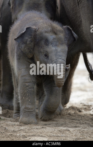 Indischer Elefantenbaby mit Mutter im Hintergrund - Elephas maximus Stockfoto