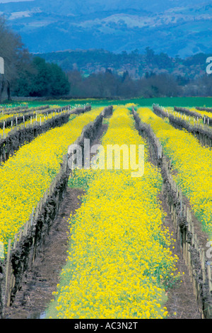 Senf Blumen blühen im Frühling in den Weinbergen von Sonoma County Kalifornien Weinbauregion vertikale Stockfoto