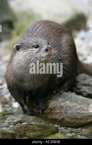 Fischotter sitzt auf einem Stein - Lutra lutra Stockfoto