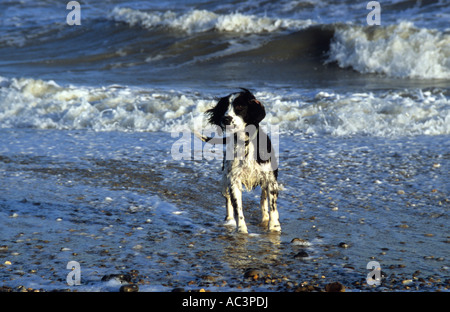 English Springer Spaniel im Meer im Vereinigten Königreich Stockfoto