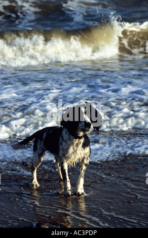 English Springer Spaniel im Meer im Vereinigten Königreich Stockfoto