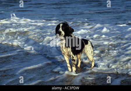 English Springer Spaniel im Meer im Vereinigten Königreich Stockfoto