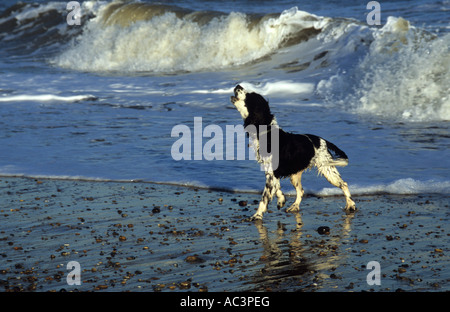 English Springer Spaniel im Meer im Vereinigten Königreich Stockfoto