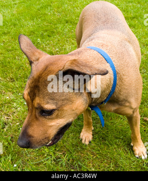 Ein brauner Staffordshire Bull Terrier Kreuz, Rüde Stockfoto