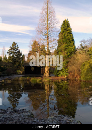 Die Bäume in der japanischen Wassergärten reflektiert auf dem Teich auf dem Gelände des Newstead Abbey in Nottinghamshire, Großbritannien Stockfoto